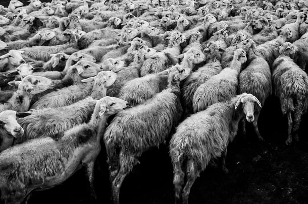 Chaos_Sheep.jpg