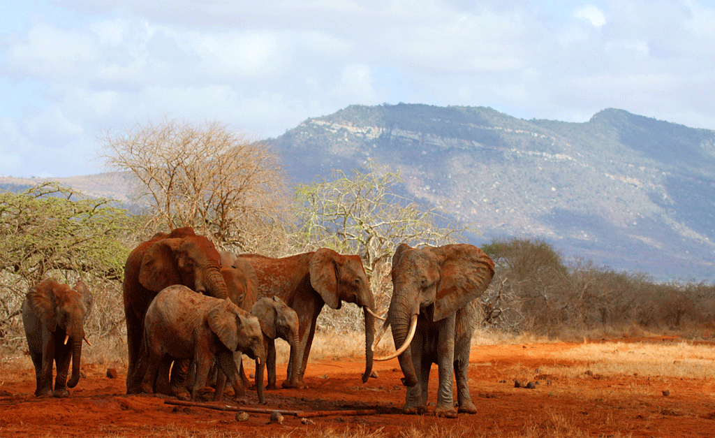 ClimatePartner Elefanten TICKETINO co2-Kompensation Umweltschutz